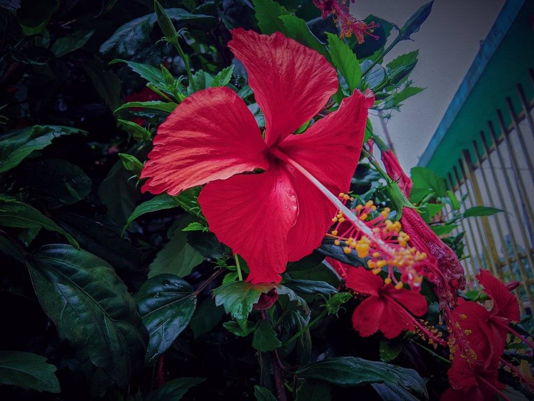 Red hibiscus flower